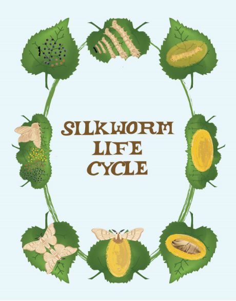 Silk worm life cycle