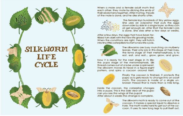 Silk worm life cycle